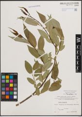 Foto von Salix fragilis L.
